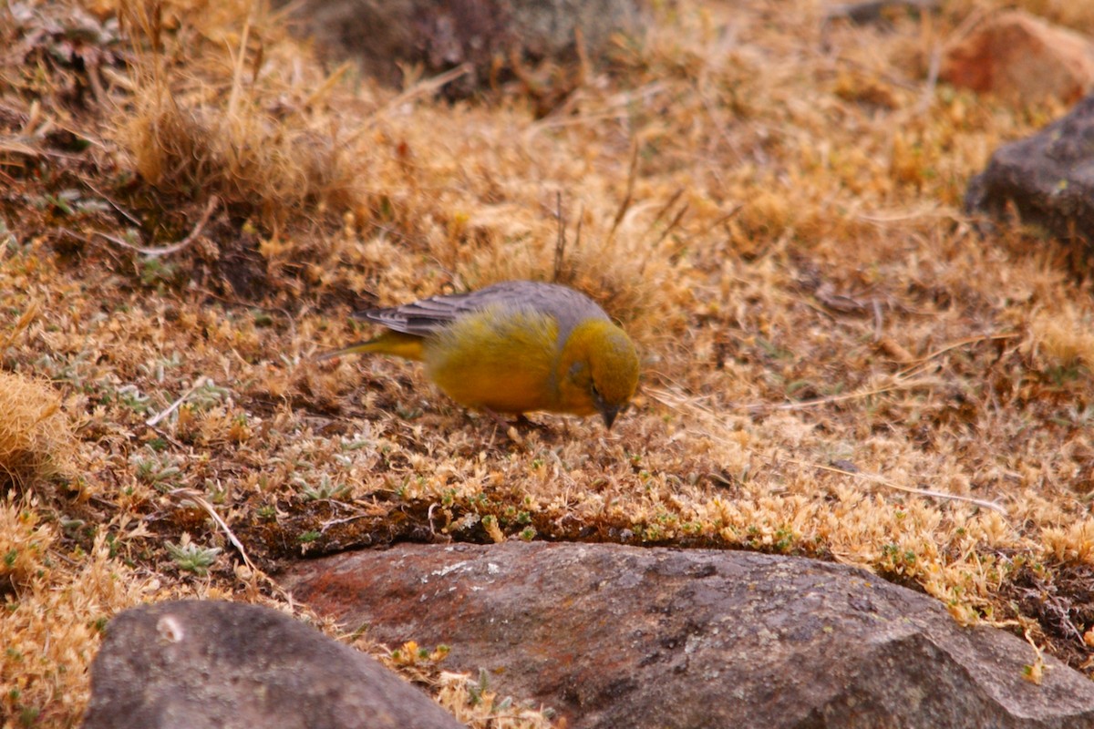 Bright-rumped Yellow-Finch - ML642743340