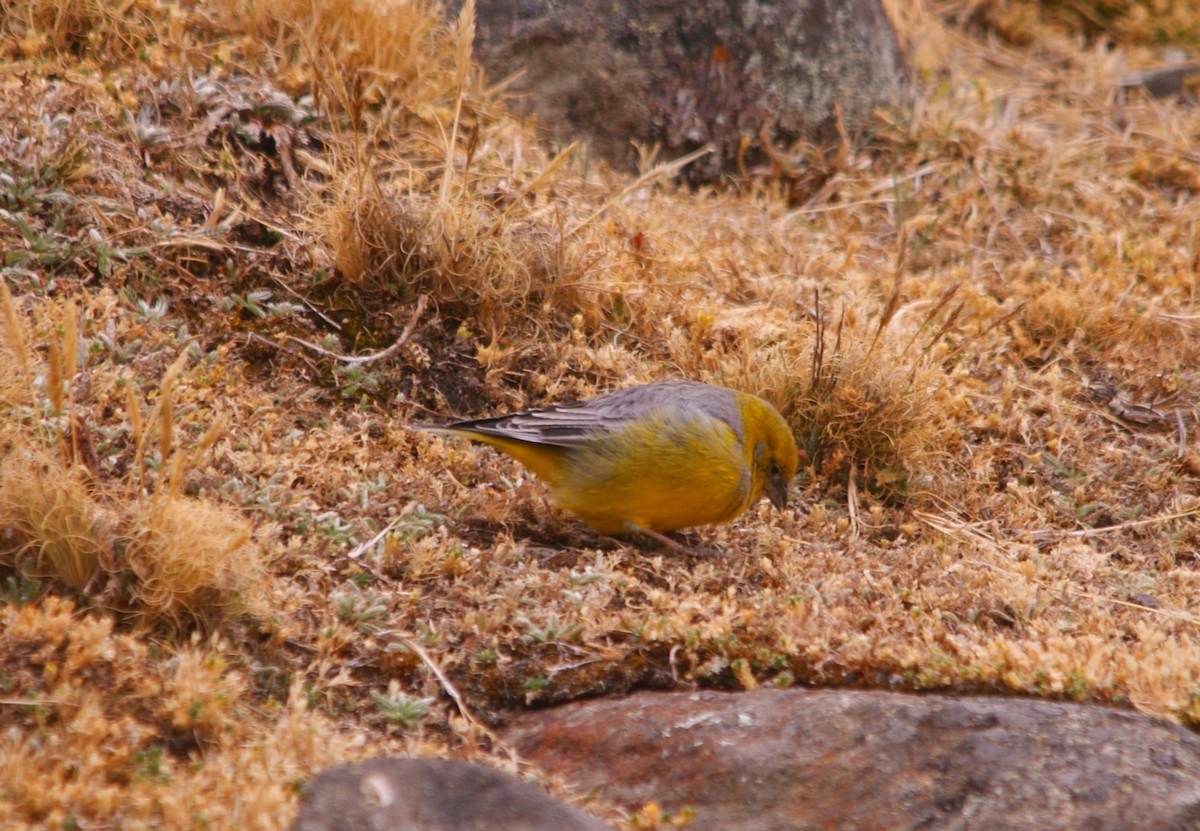 Bright-rumped Yellow-Finch - ML642743341