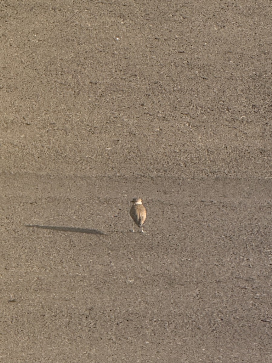 Javan Plover - ML642743344