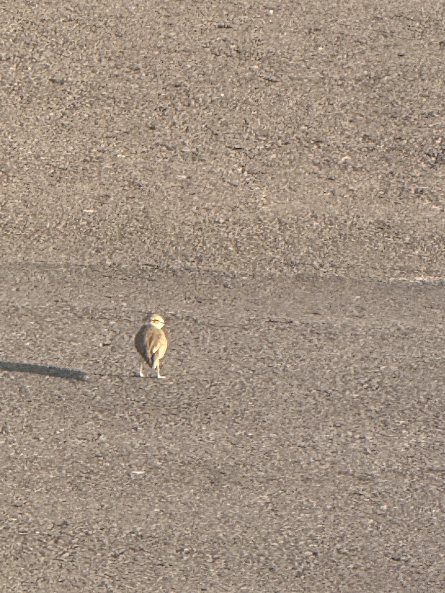 Javan Plover - ML642743345