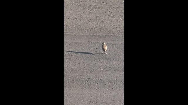 Javan Plover - ML642743348