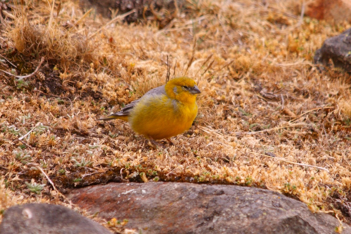 Bright-rumped Yellow-Finch - ML642743353