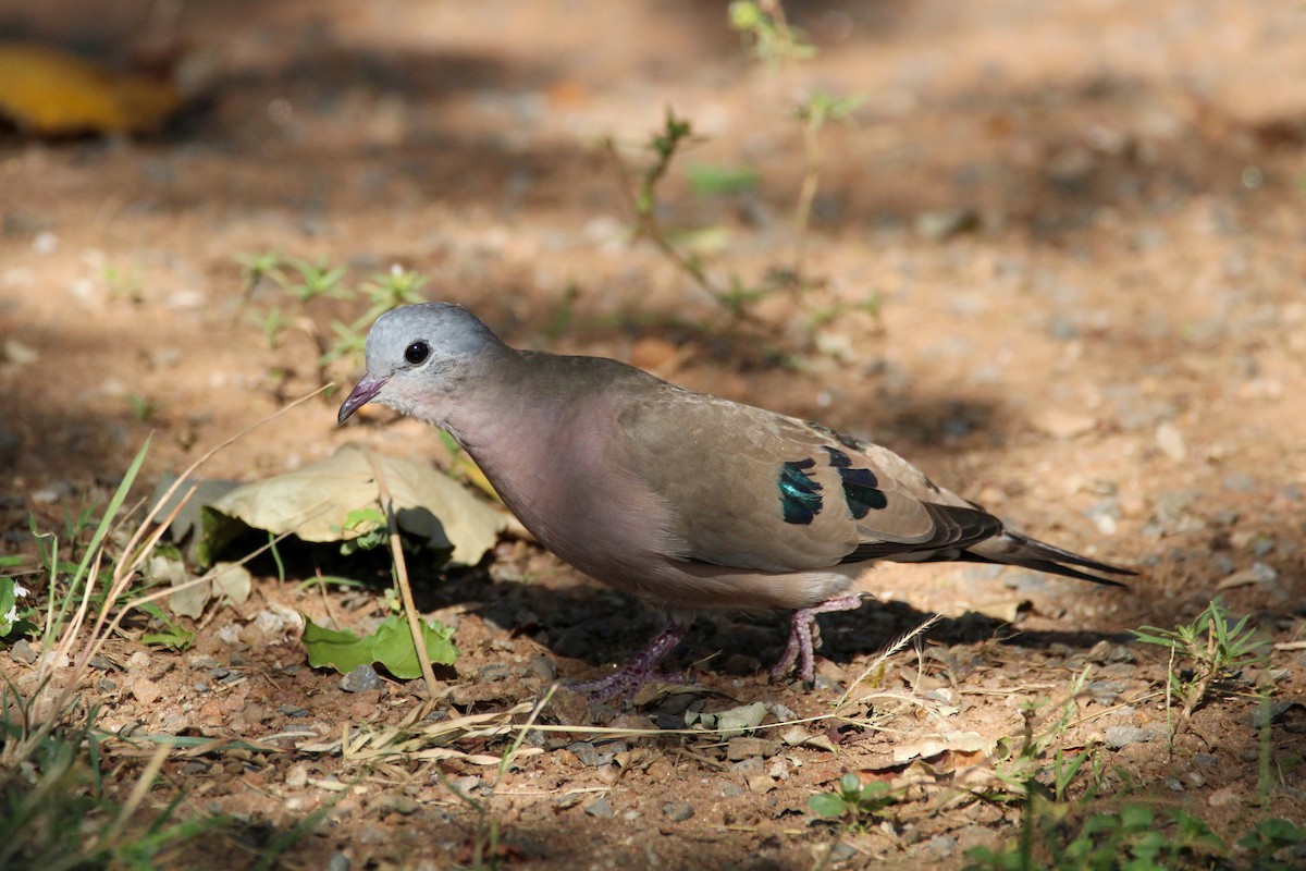 Emerald-spotted Wood-Dove - ML642743381