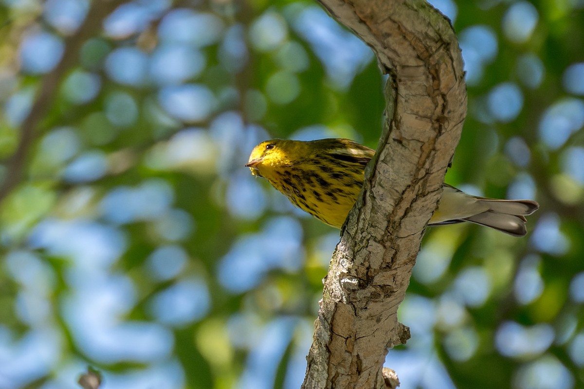 Cape May Warbler - ML642743383