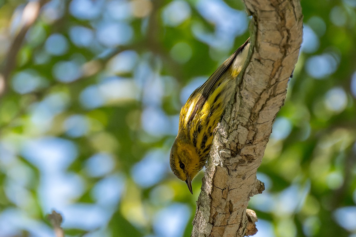 Cape May Warbler - ML642743384