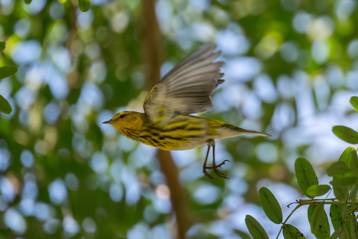 Cape May Warbler - ML642743385