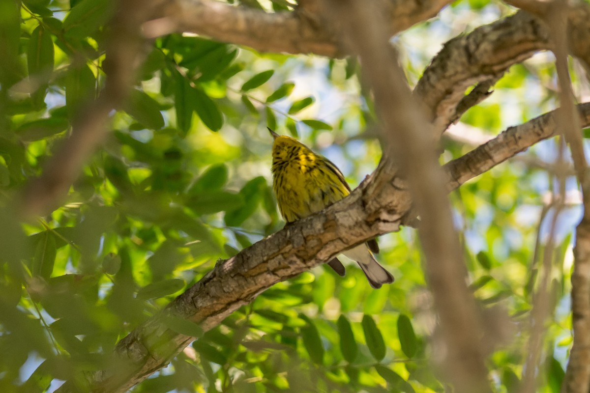 Cape May Warbler - ML642743386