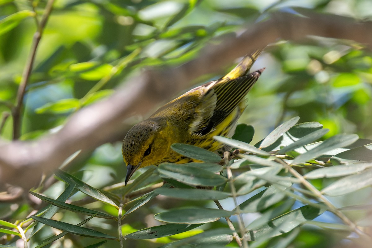 Cape May Warbler - ML642743387