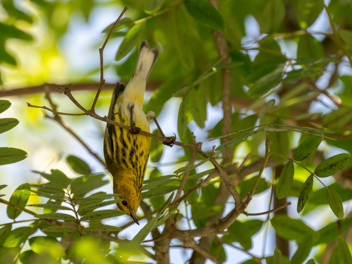 Cape May Warbler - ML642743388