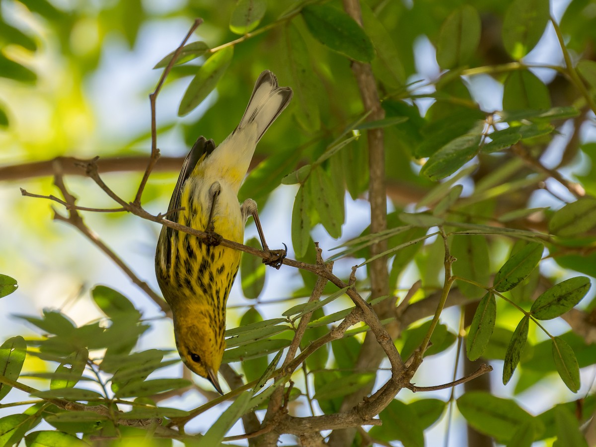 Cape May Warbler - ML642743389