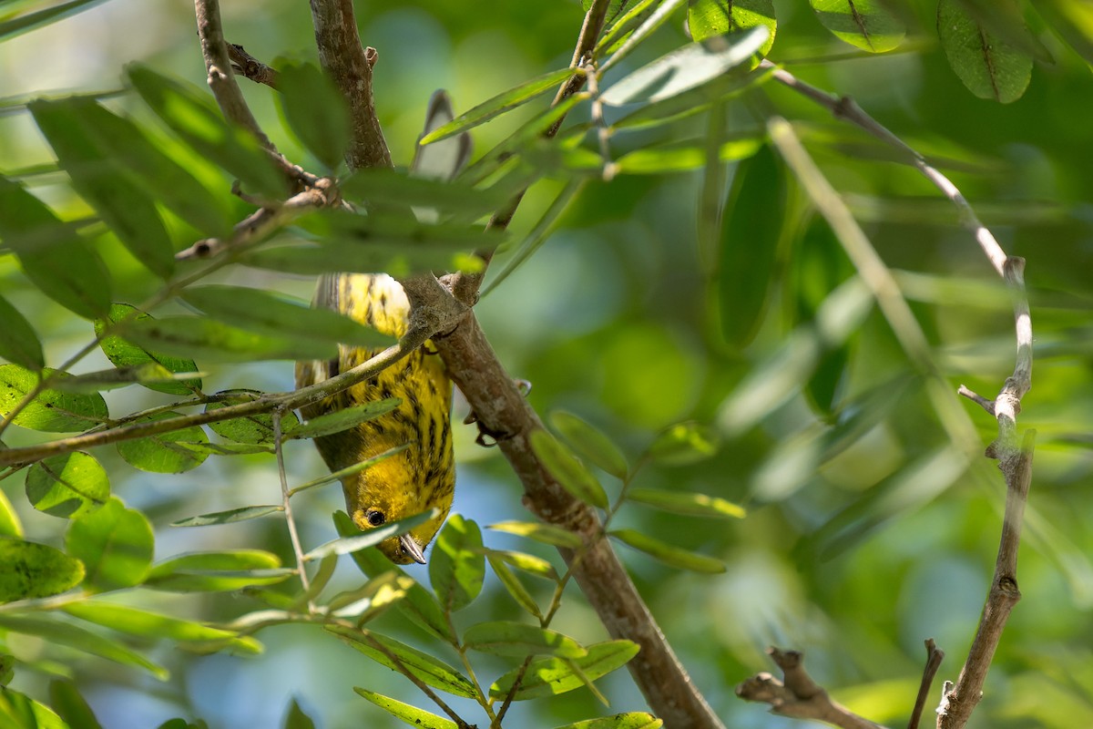 Cape May Warbler - ML642743390