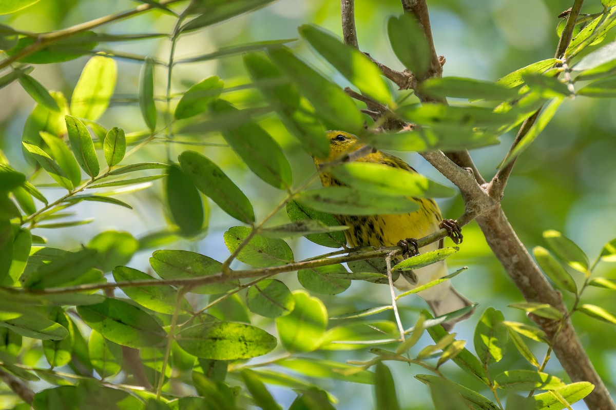 Cape May Warbler - ML642743391