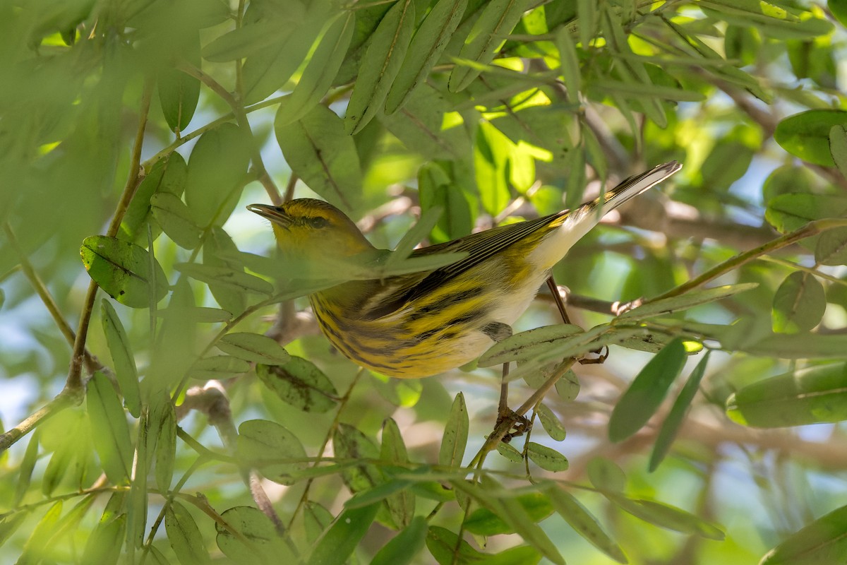 Cape May Warbler - ML642743392