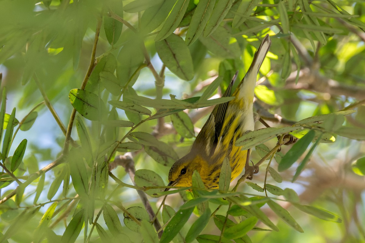 Cape May Warbler - ML642743393