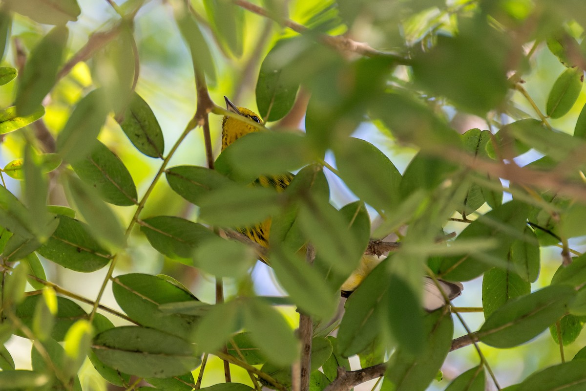Cape May Warbler - ML642743395