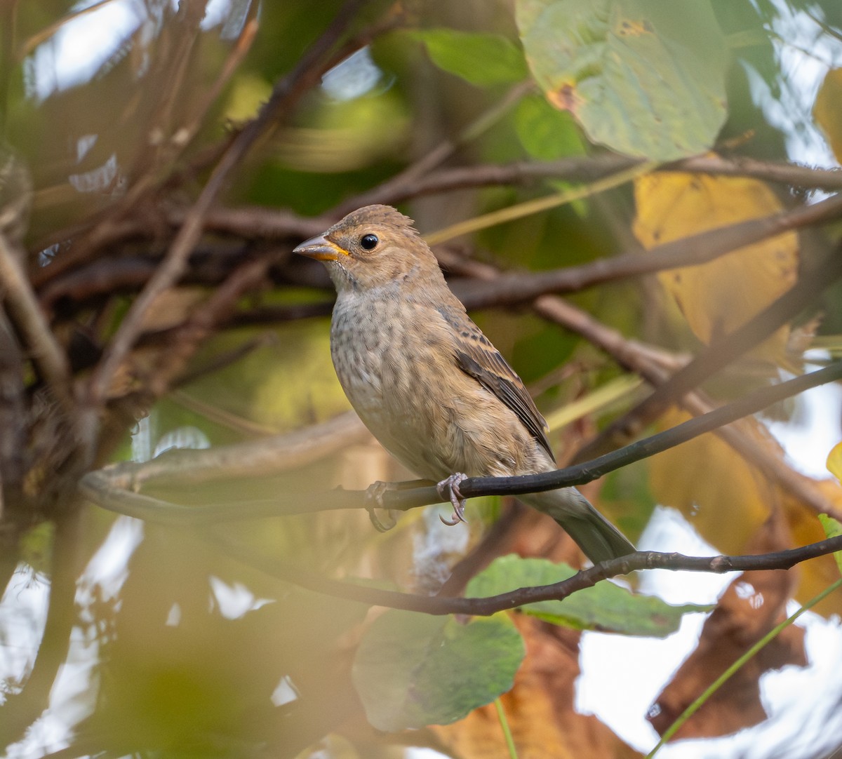 Indigo Bunting - ML642743449