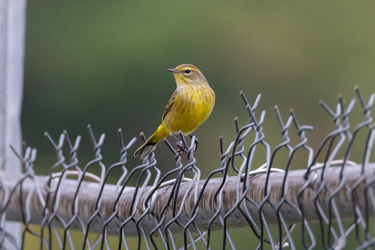 Palm Warbler - ML642743452