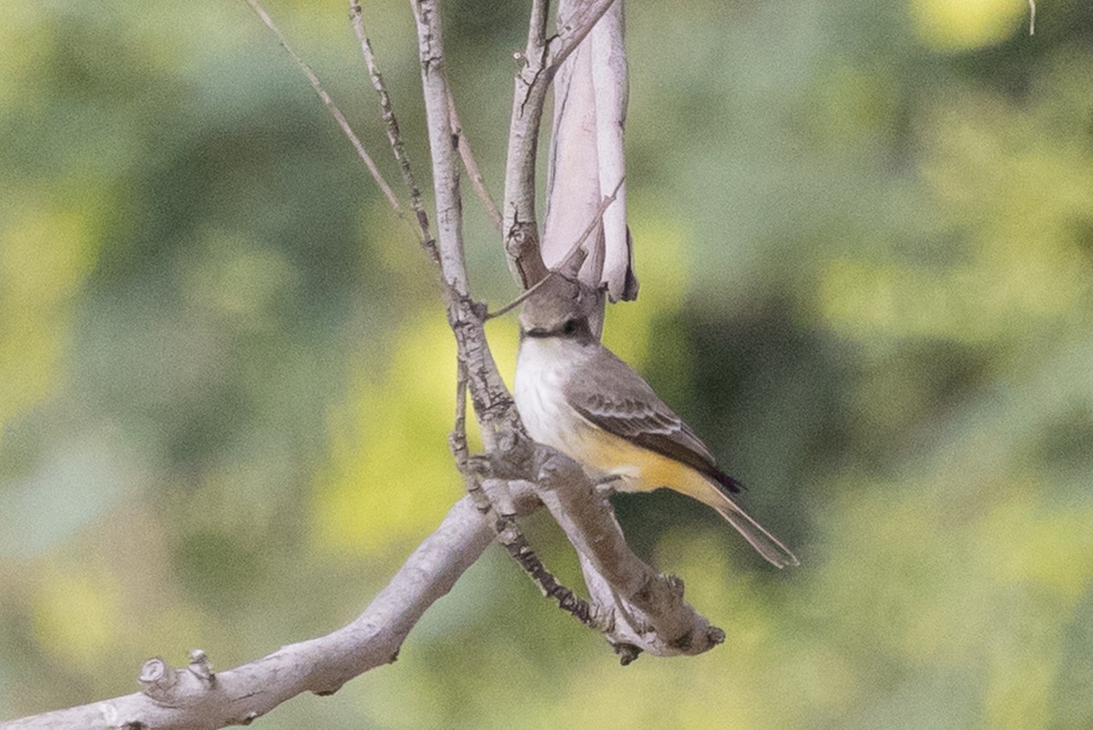 Vermilion Flycatcher - Nathan French