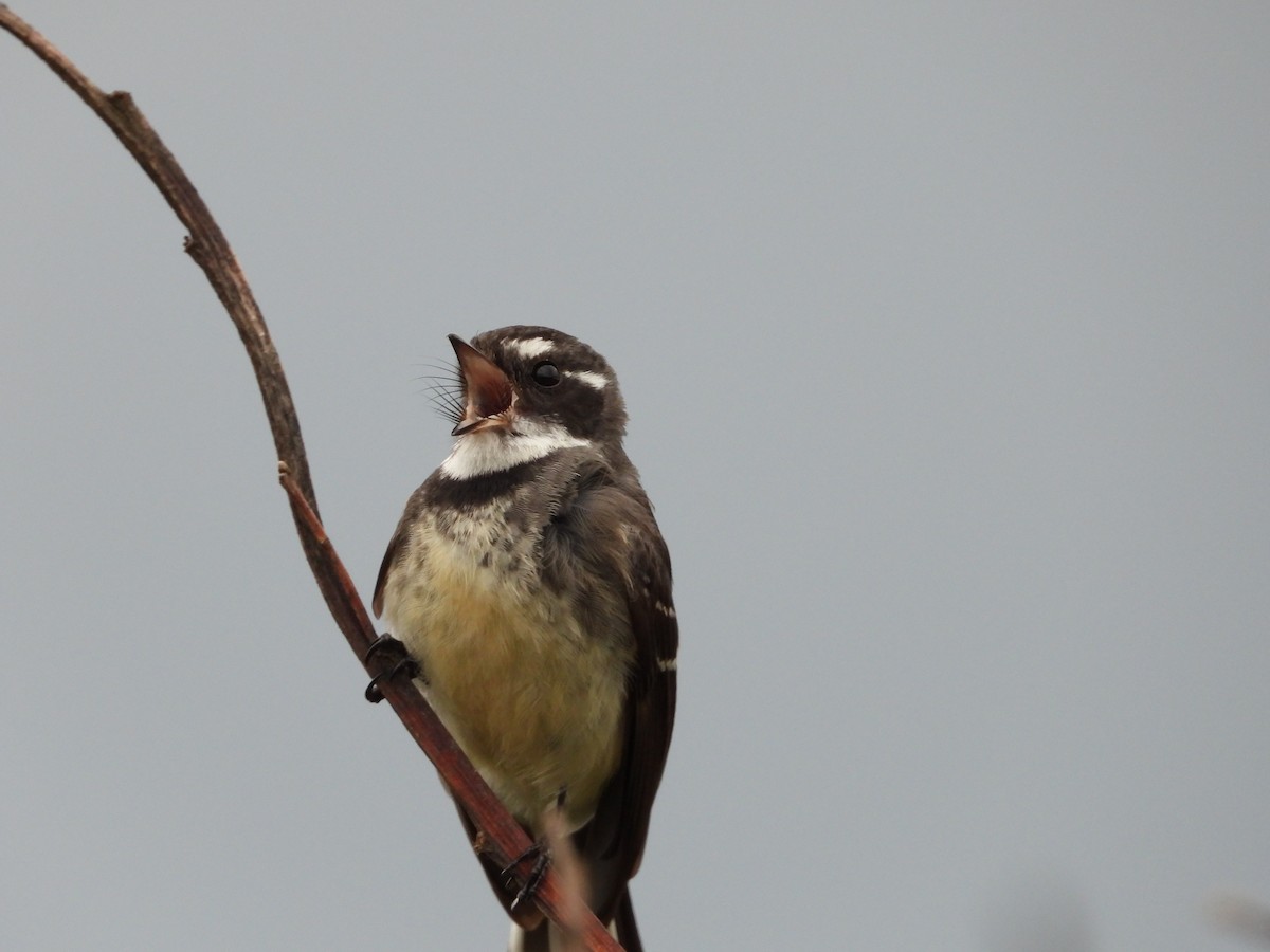 Gray Fantail - ML642743472