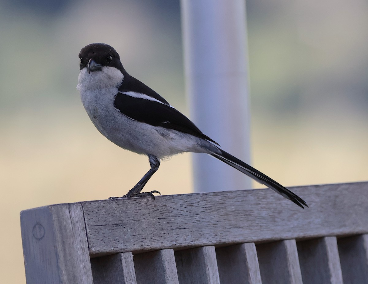 Southern Fiscal - ML642743475