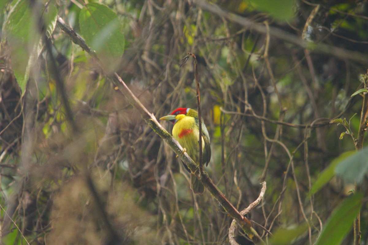 Versicolored Barbet - ML642743479