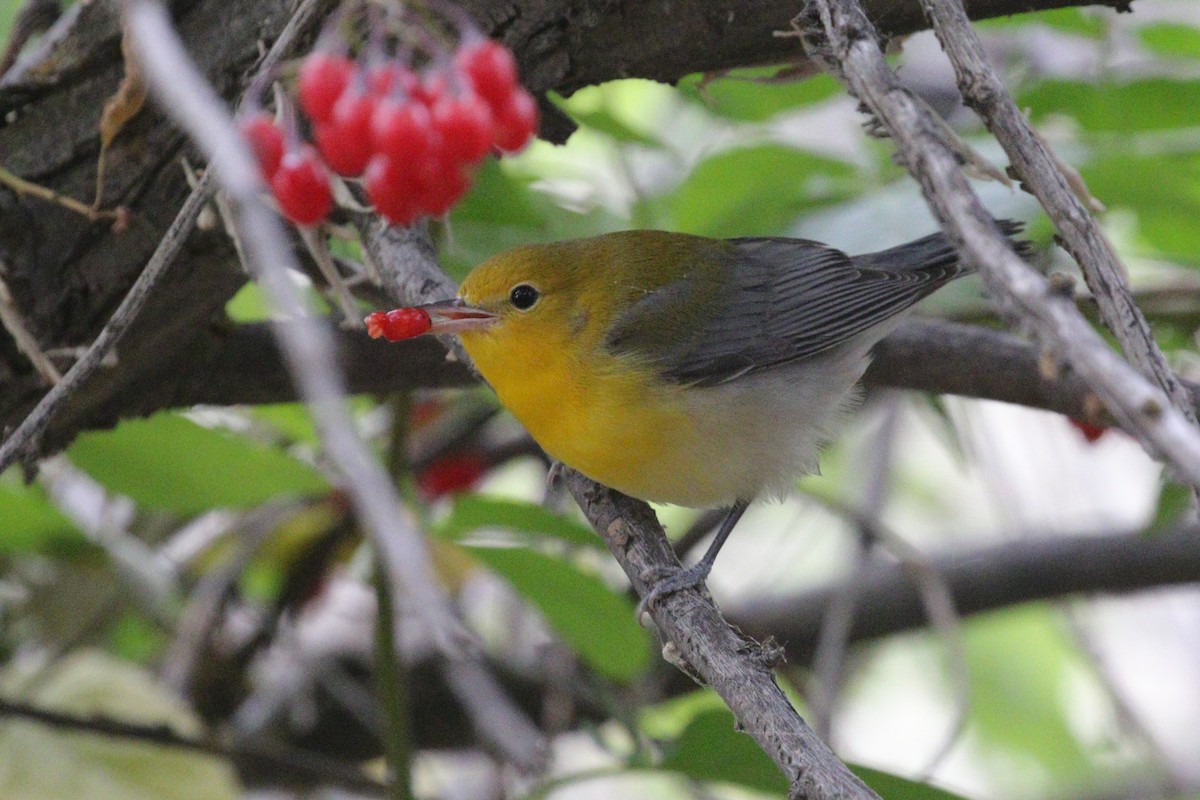 Prothonotary Warbler - ML642743484