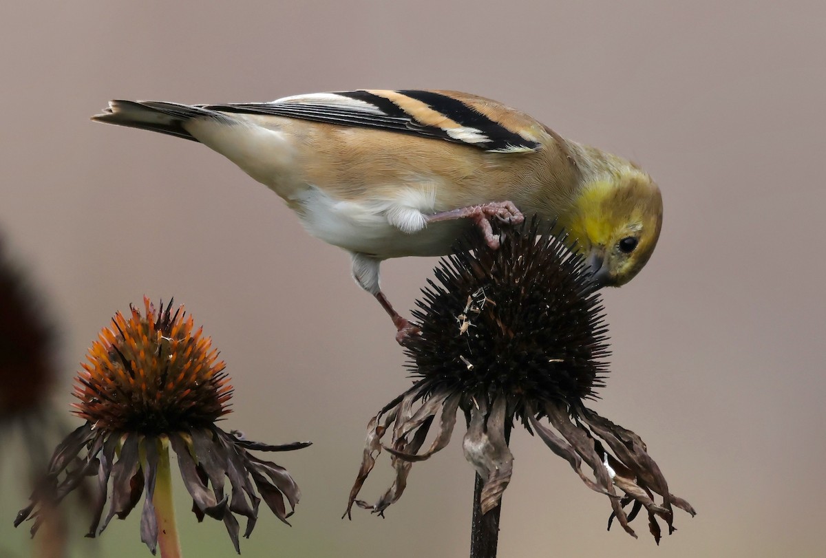 American Goldfinch - Constance Vigno
