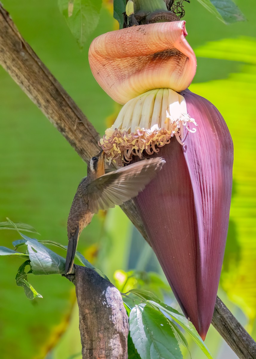 Saw-billed Hermit - ML642743487