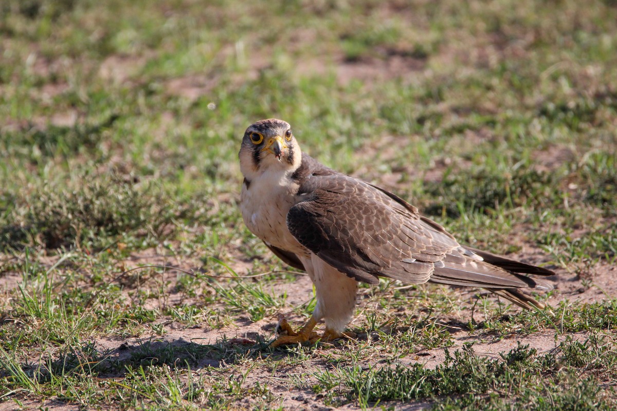 Lanner Falcon - ML642743489