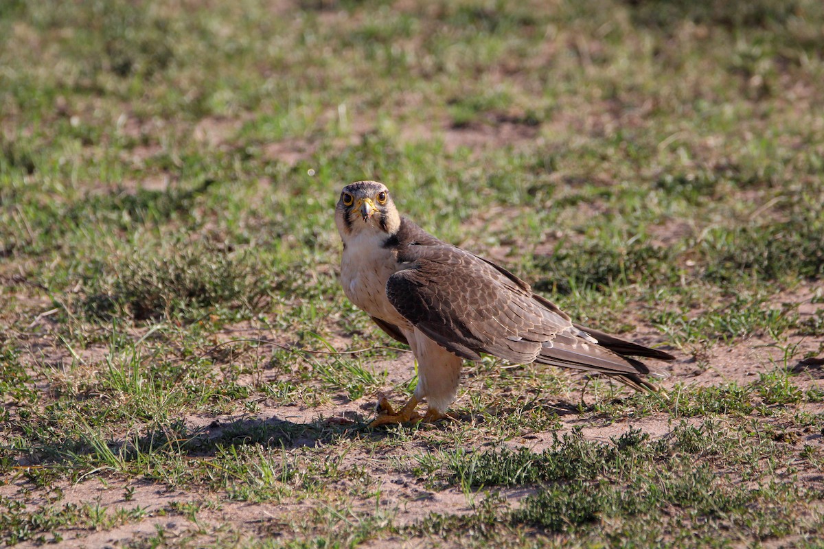 Lanner Falcon - ML642743490