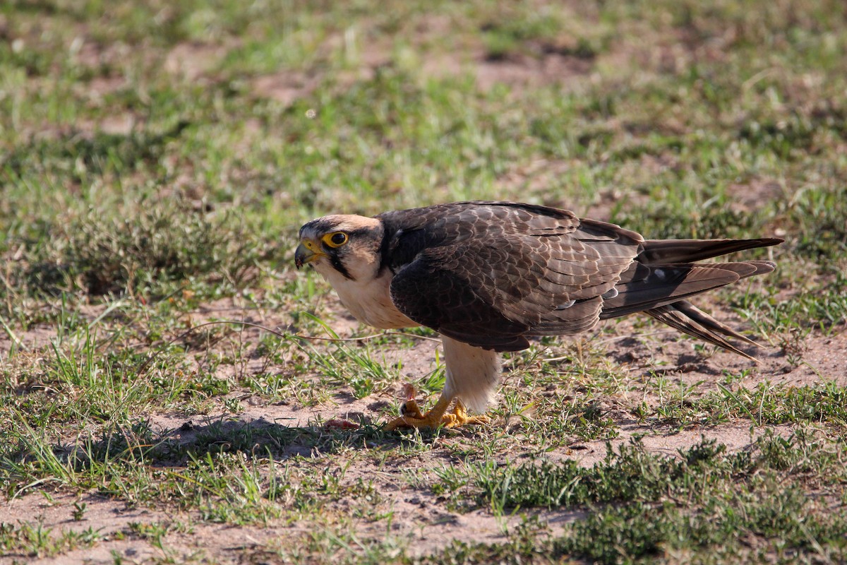 Lanner Falcon - ML642743491