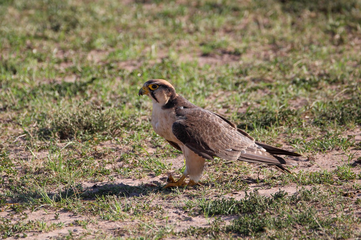 Lanner Falcon - ML642743492