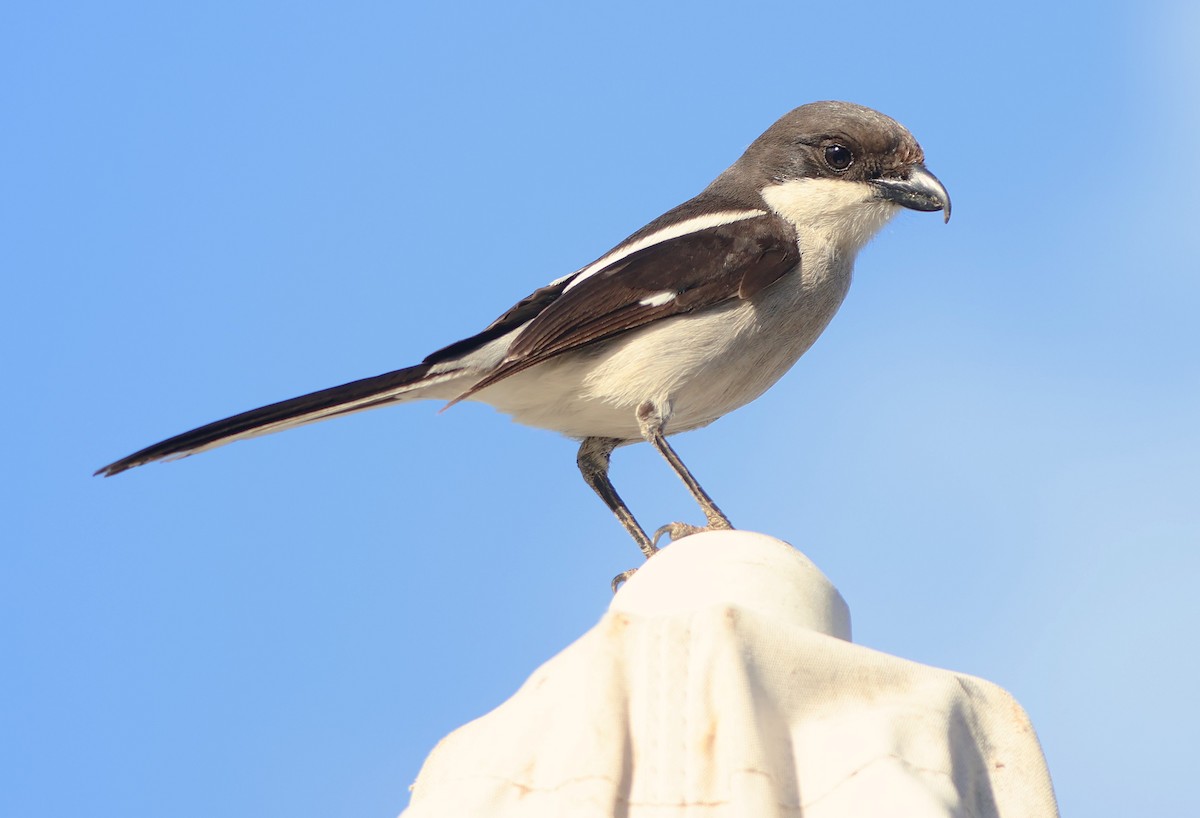 Southern Fiscal - ML642743494