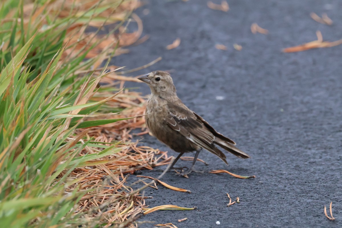 Brown-headed Cowbird - Jessica Hubert