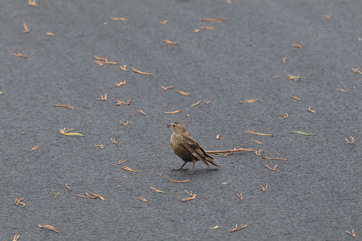 Brown-headed Cowbird - Jessica Hubert