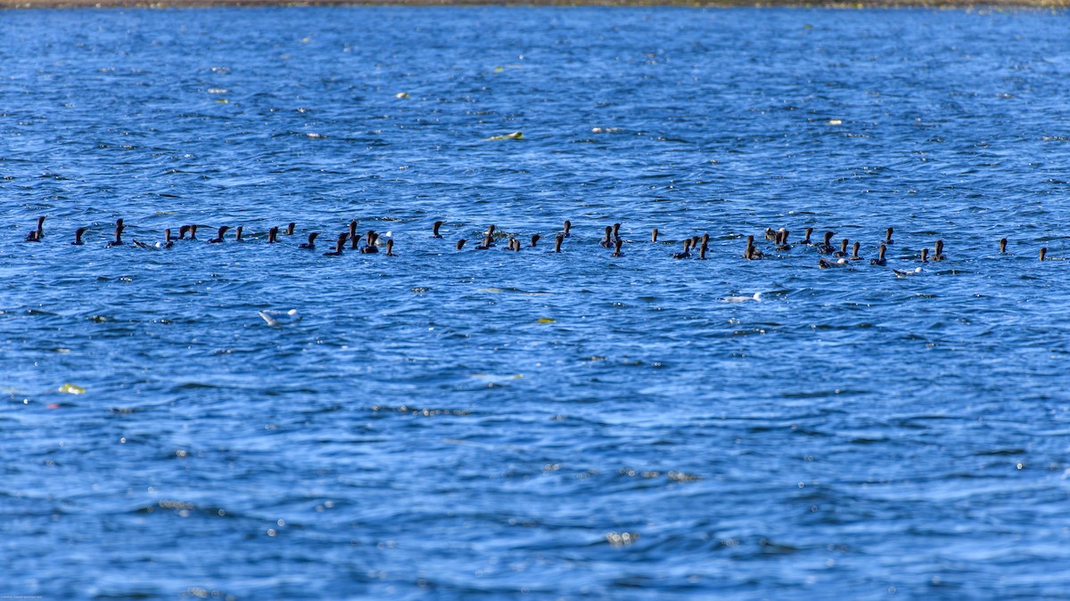 Double-crested Cormorant - ML642743511