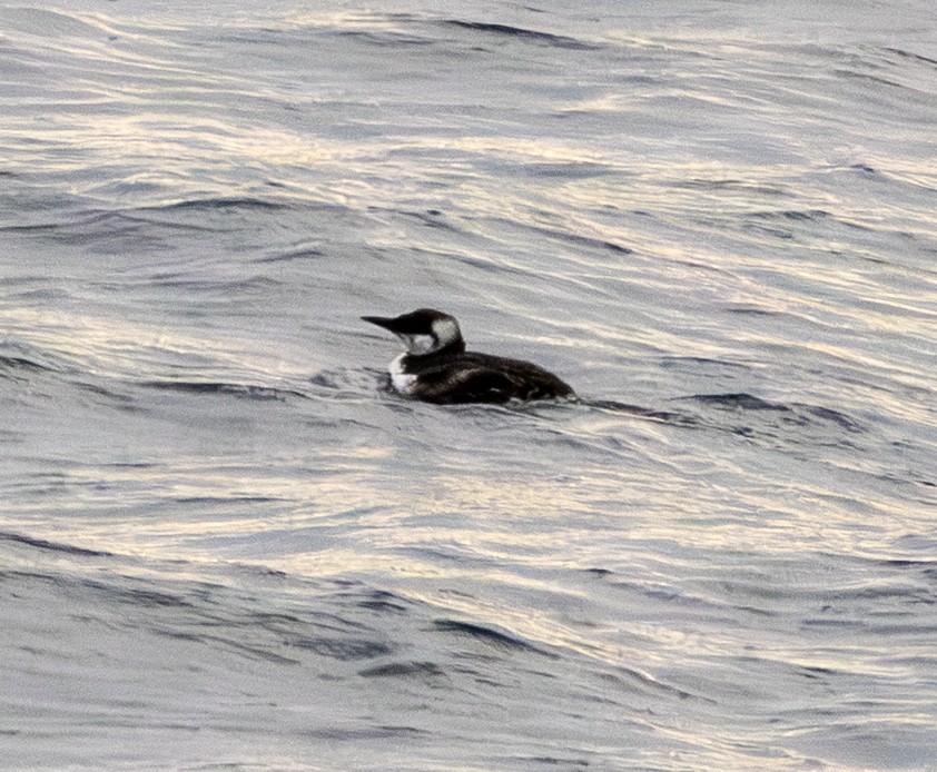Common Murre - ML642743513