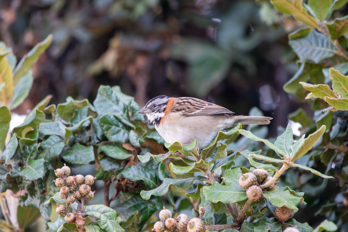 Rufous-collared Sparrow - ML642743554