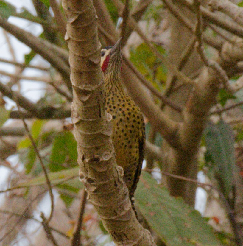 Green-barred Woodpecker - ML642743567