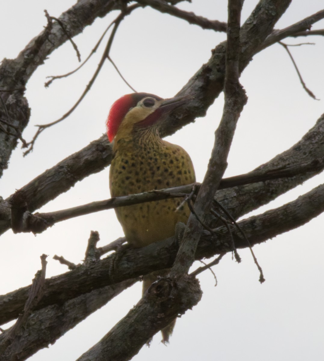 Green-barred Woodpecker - ML642743568