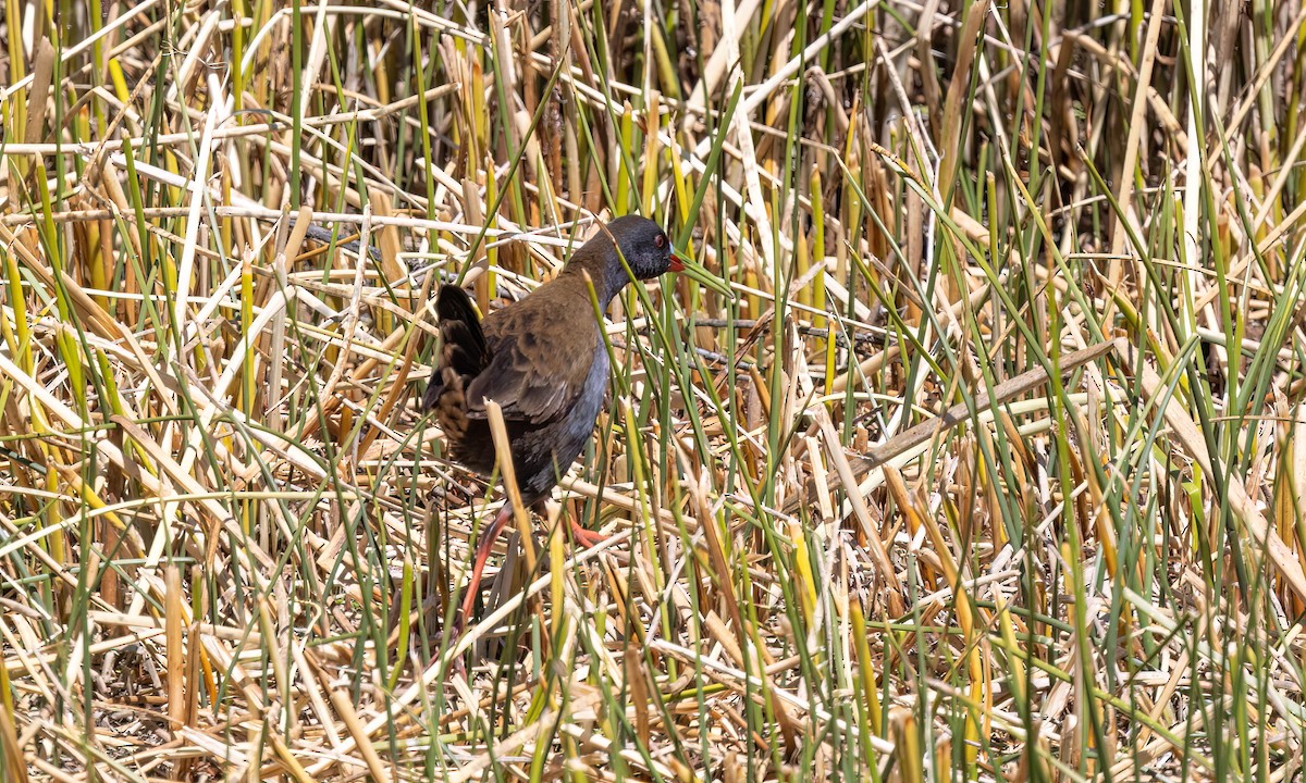 Plumbeous Rail - ML642743609
