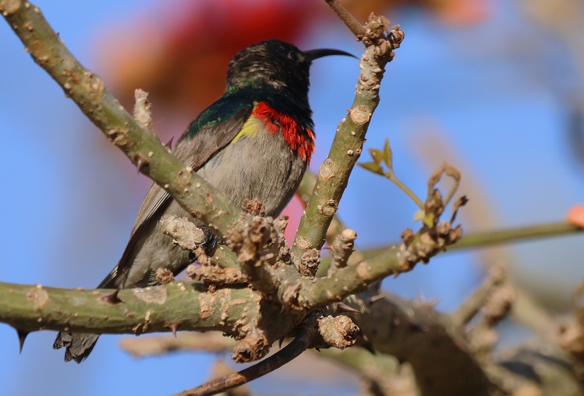 Southern Double-collared Sunbird - ML642743620