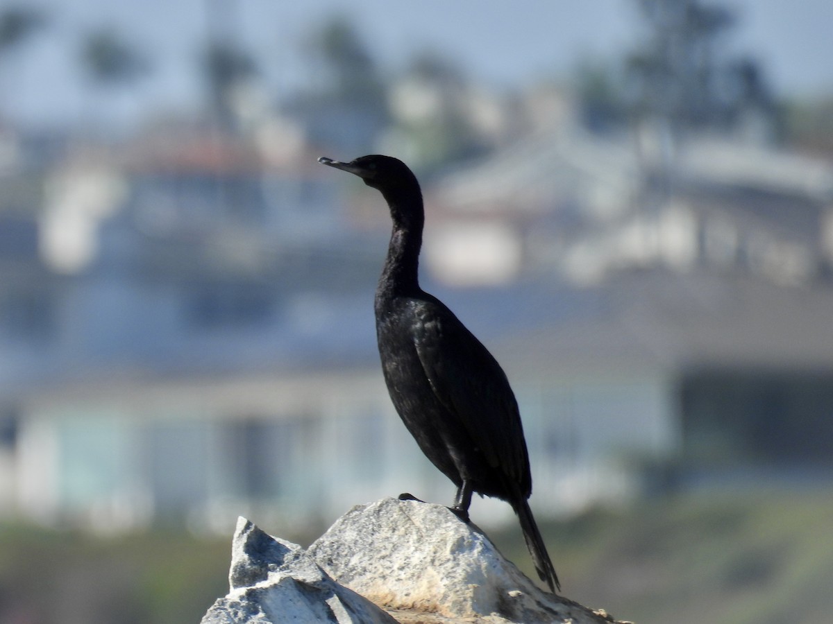 Pelagic Cormorant - ML642743625