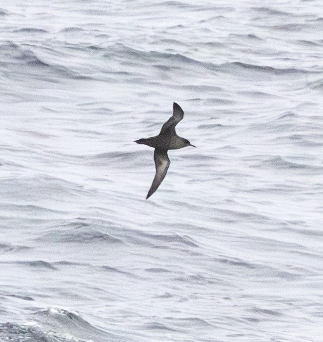 Sooty Shearwater - ML642743678