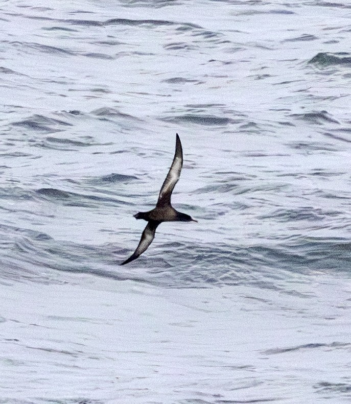 Sooty Shearwater - ML642743679