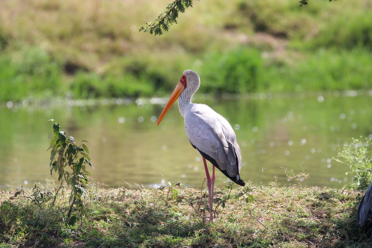 Tantale ibis - ML642743683