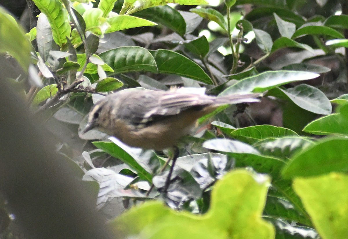 Cinereous Conebill - ML642743703