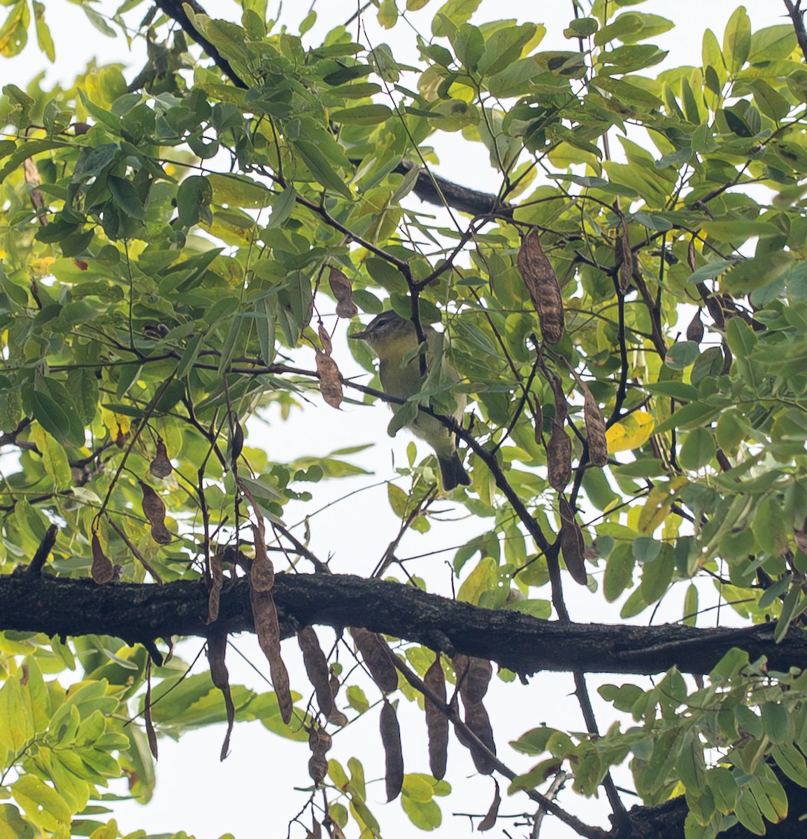 Philadelphia Vireo - ML642743722