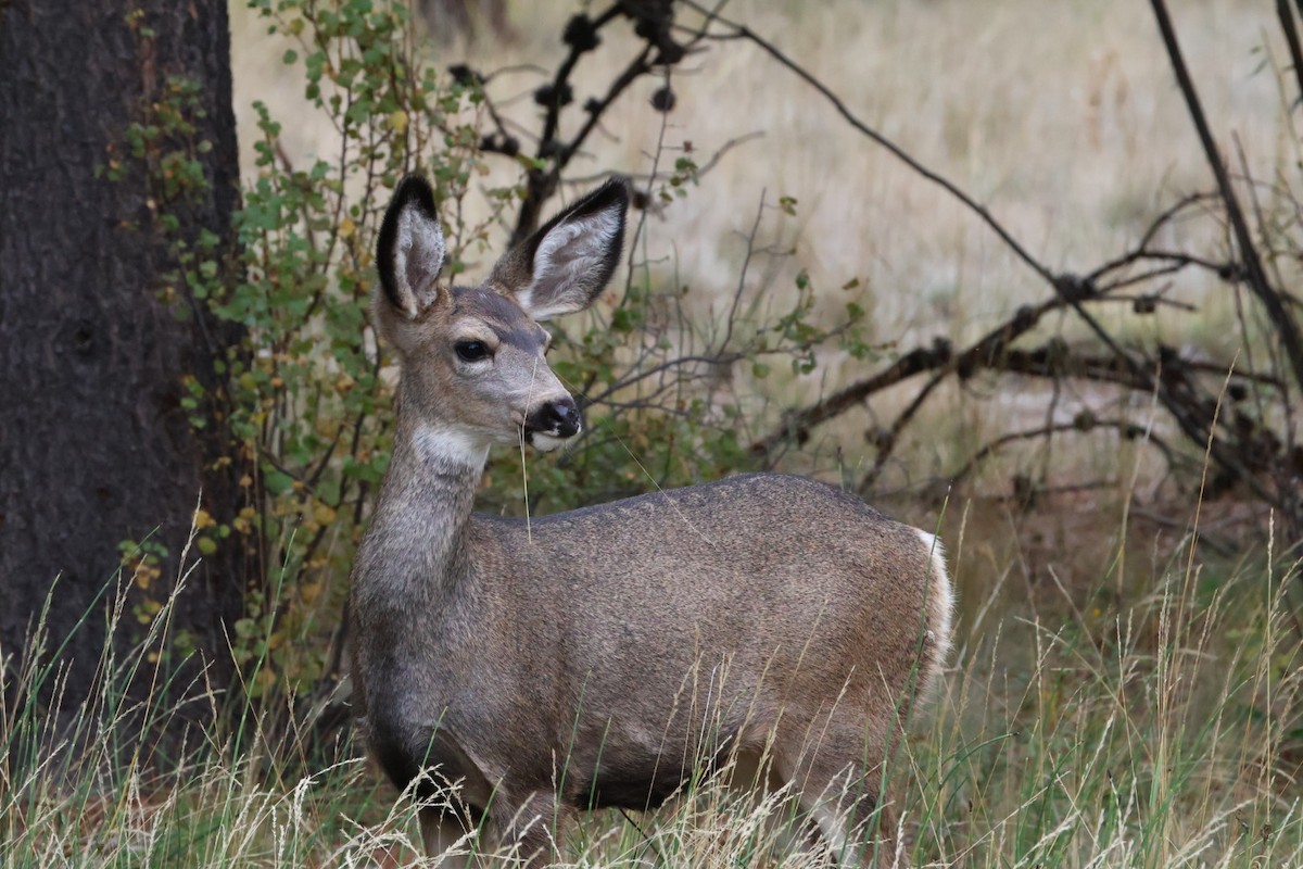 鹿科 - ML642743729