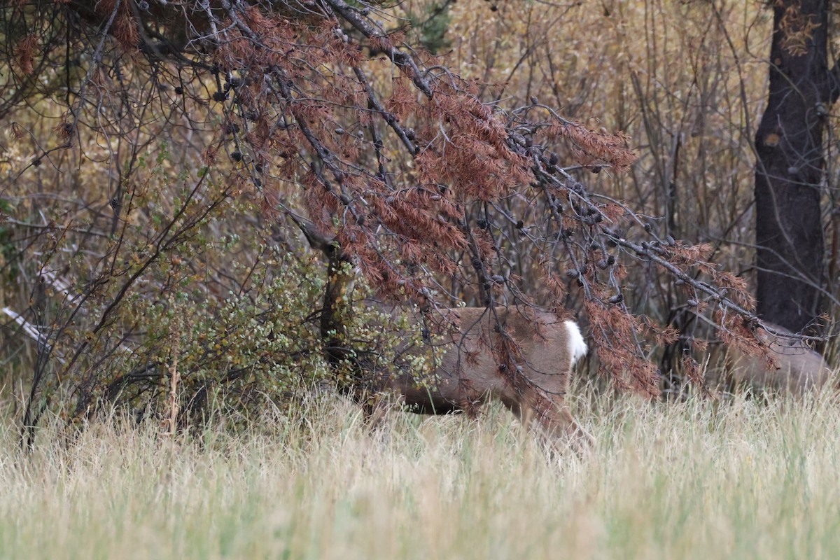 鹿科 - ML642743731